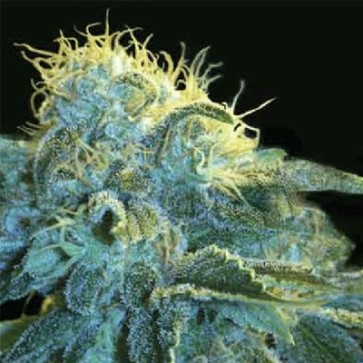 Насіння конопель New York City Feminised